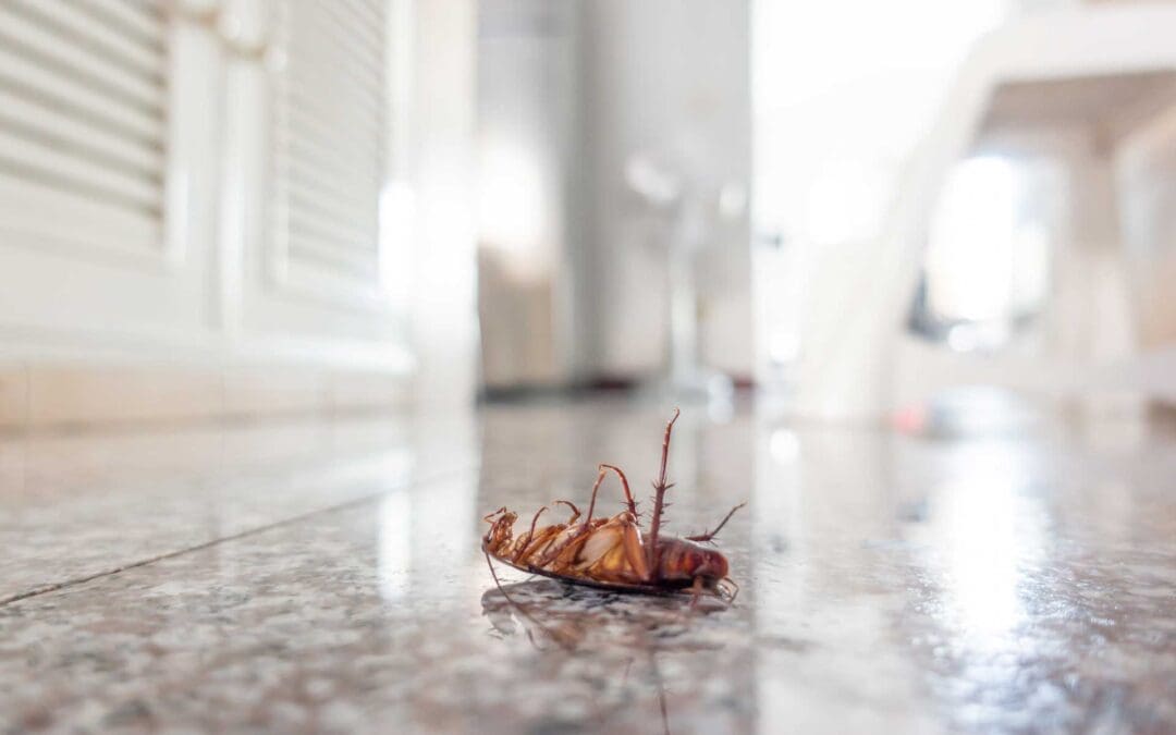 Cockroach Chronicles: Types, Infiltration Techniques, Health Implications, and Safe Control Options