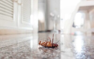 Cockroach Chronicles: Types, Infiltration Techniques, Health Implications, and Safe Control Options