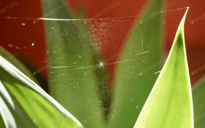 Unveiling the Mystery of Spiders: Identification, Entry Points, Risks, and Natural Remedies