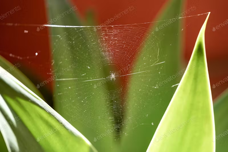 Unveiling the Mystery of Spiders: Identification, Entry Points, Risks, and Natural Remedies